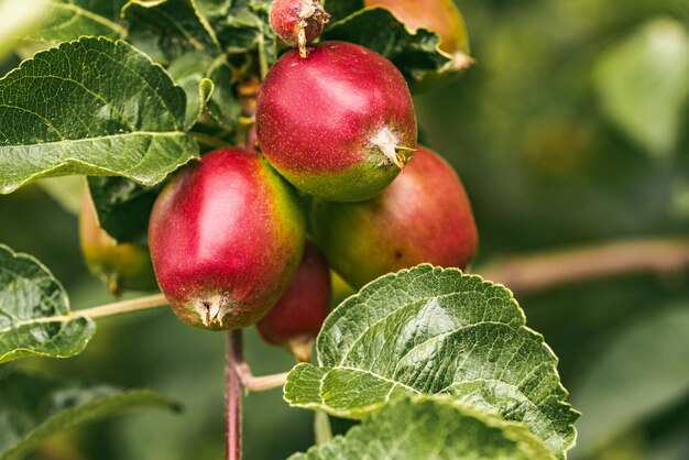 apple ber plant
